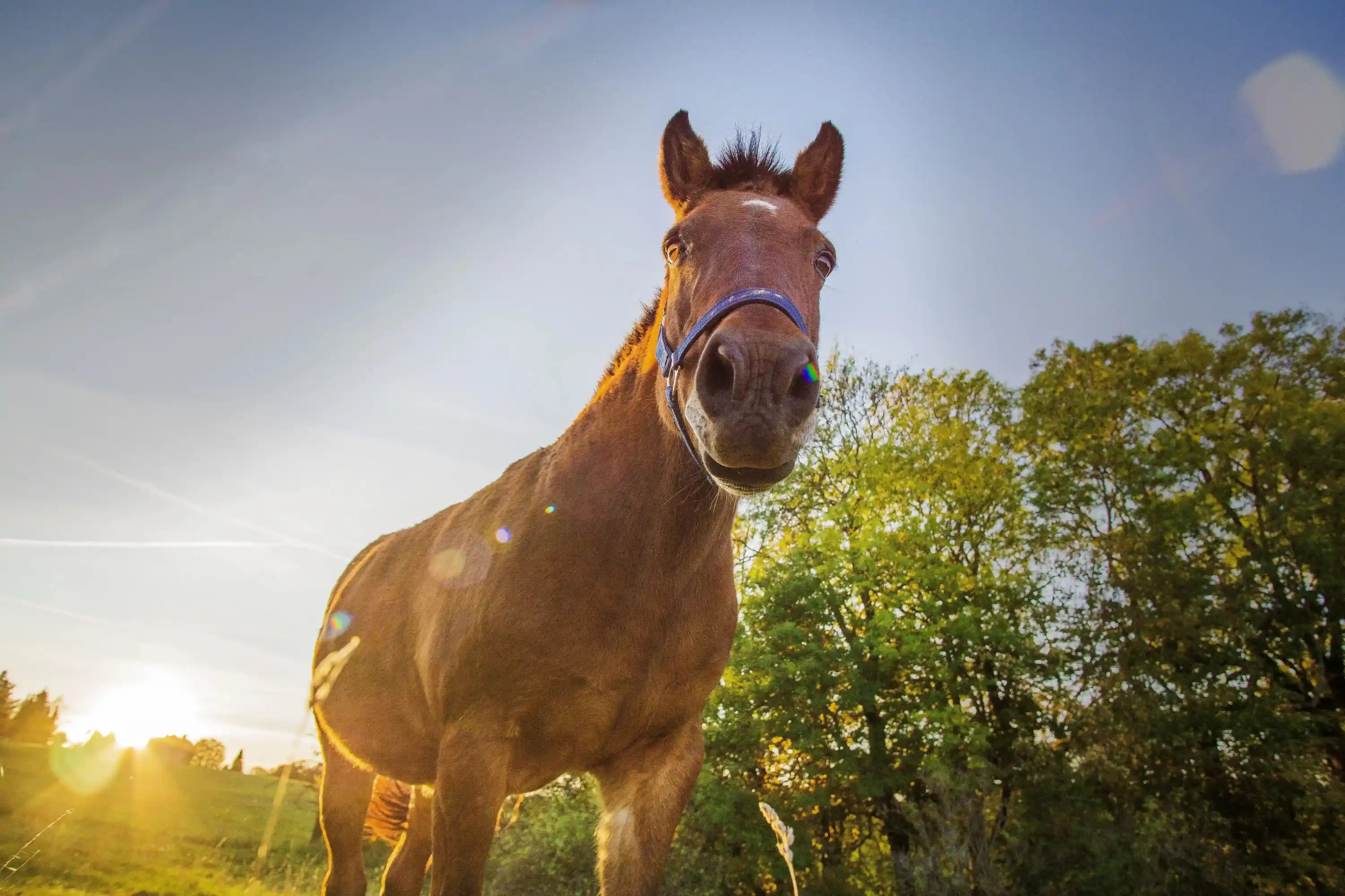 Happy horse