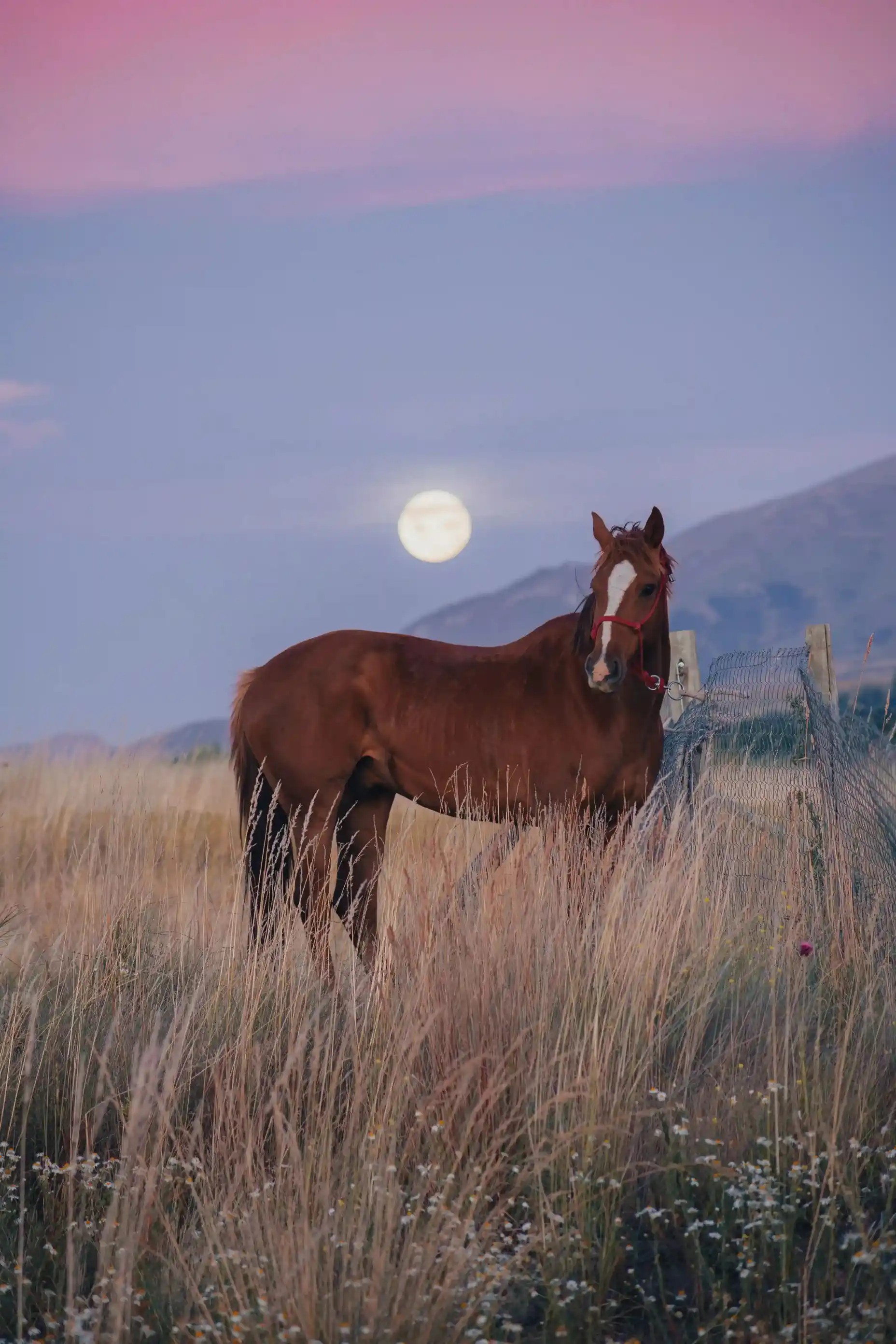 Horse beneath the moon